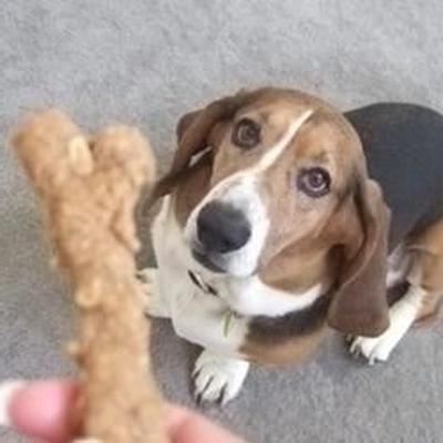 biscuit au beurre de cacahuète pour chien