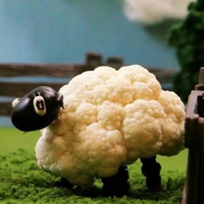 mouton de chou-fleur