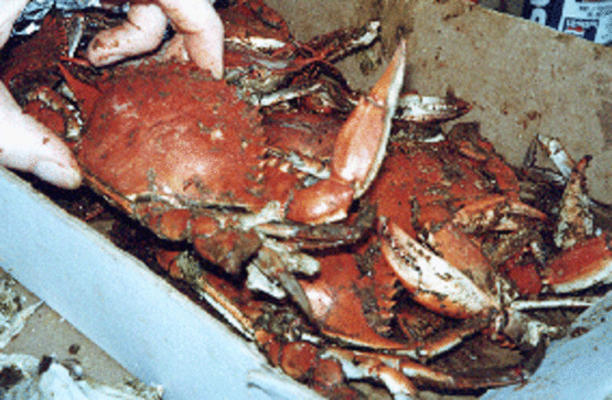 crabes bleus à la vapeur style maryland