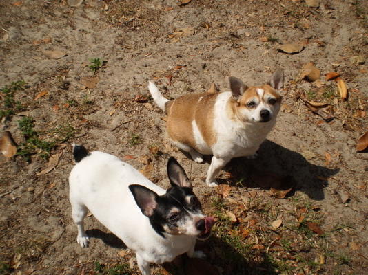 grands biscuits de sauce (friandises pour chiens)