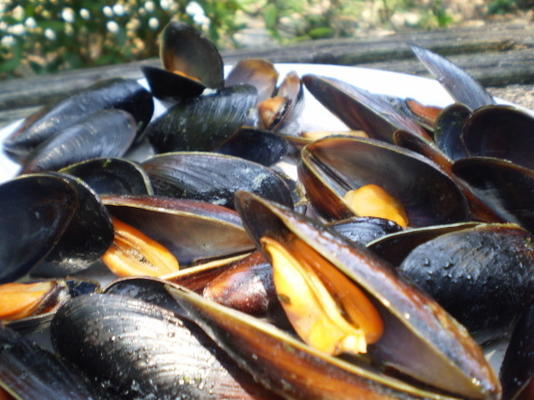 moules de base