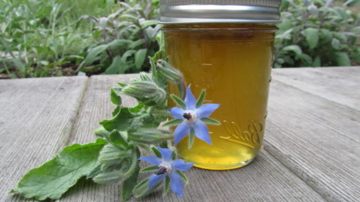 gelée de concombre de bourrache