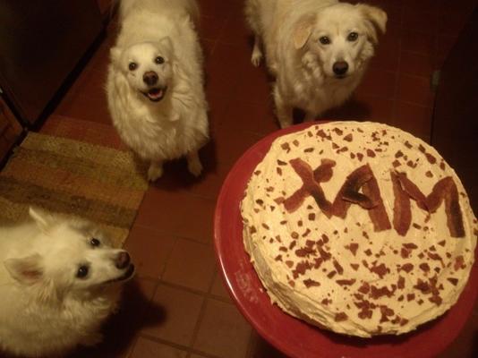 gâteau d'anniversaire de chien kona k